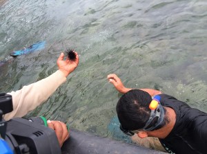 Los pescadores sacan especies marinas que viven en el arrecife hoy dañado; son erizos de mar.
