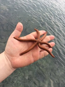 Los arrecifes eran un ecosistema natural; el cual hospedaban especies de moluscos, erizos marinos y hasta estrellas de mar, entre otros como peces, cangrejos y tortugas.