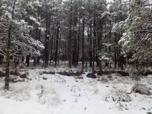 Los bosques de niebla en Veracruz están bañados de nieve.