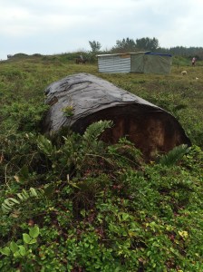 También hay una boya abandonada; lleva décadas ahí varada. Ya está oxidada.