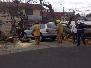 Con motosierras, destrozan el árbol a pedazos.