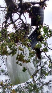 Los globos fueron rescatados entre los oyameles.