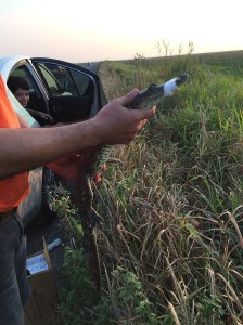 El ejemplar fue capturado; se le amarró el hocico para que no pudiera lastimar a la gente y después fue liberado plenamente para reintroducirlo a su hogar.