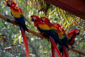 Las aves antes de ser liberadas, en el aviario de Nanciyaga (Foto.- Sergio Balandrano)