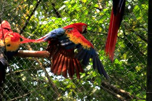 Recibieron adiestramiento para su vida ahora en libertad.