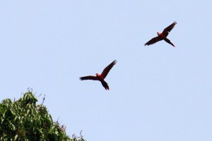 Las Guacamayas rojas batieron sus alas en cielo veracruzano. En la reserva ecológica Nanciyaga. (Foto Sergio Balandrano)