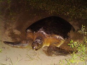 Tortuga desovando en Arrecifes, playa de los Tuxtlas.