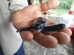 En octubre, vuelven al mar las crías.