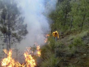 Incendio forestal en Perote.