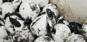 Tortugueros en Veracruz.