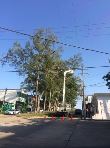 LA CFE poda los árboles del municipio, de manera indiscriminada que podría generar su muerte.