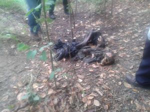 Lo encontraron embolsado.