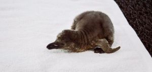 Le pondrán nombre los visitantes del Acuario.