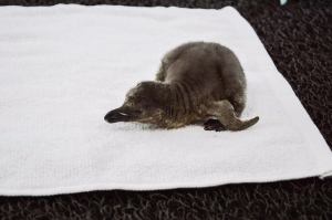 Todavía es un crío, un bebecito.