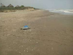 En el campamento tortuguero de Villas Chichinit, una tortuga Lora adulta regresa a su casa: el mar del Golfo de México.