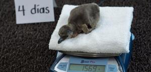 Su peso en gramos. Está completamente sano.