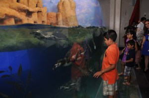 Los niños podrán interactuar con los ejemplares.