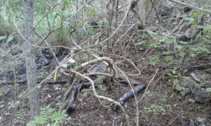 Uno de los cuerpos ya estaba en condiciones de descomposición avanzada.