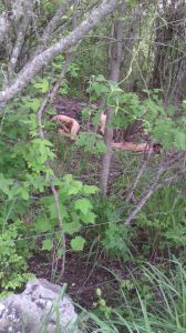 Los tiraron en un predio rústico-rural. 