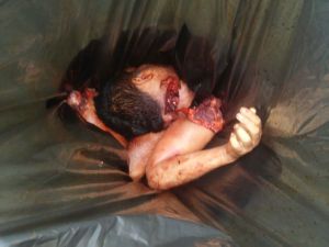 Estaban descuartizados, metidos en una bolsa.