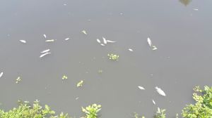 Están apareciendo peces muertos en ríos y arroyos de Cosoleacaque. (Foto / Tamara Corro)