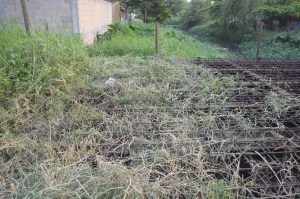 La maleza ya acabó por devorar esta obra inconclusa del Ayuntamiento de Coatzacoalcos; Joaquín Caballero ni siquiera les ha llegado a chapear su colonia. Están en el olvido.