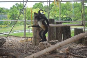 Puedes encontrar en el parque, al mono araña en cautiverio.