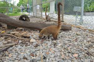 El coatí, en cautiverio para su conservación.