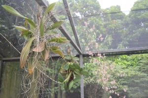 Se encuentra un orquideario en el Parque.