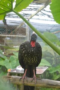 El cojolite es una de las aves exóticas nativas de la región que hay en el Parque.