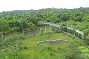 En total comprende más de mil hectáreas de selva nativa del sureste mexicano.