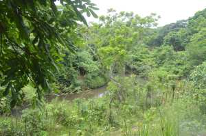 Puedes practicar senderismo al interior de la selva, al lado del río.