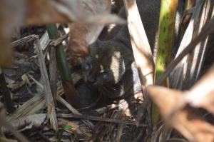 En reposo, agazapado, entre los matorrales escondido.
