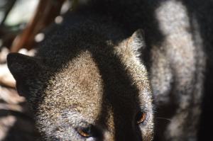 COSTA Veracruz logró captar las primeras imágenes del felino en cautiverio.