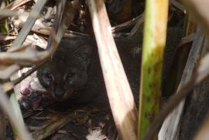 Pesan entre 14 a 15 kilos, están en perfecto estado de salud los felinos en Pemex.