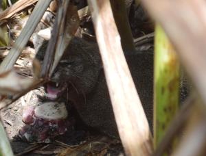 En el parque ecológico ya solo hay 2 ejemplares machos, luego de la muerte de esta hembra. 