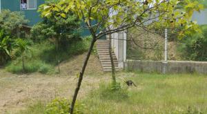 Un ejemplar, el rojo, huye de las cámaras bajo la mirada de un espectador que se sorprende al ver la fuerza y destreza del animal.