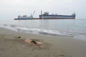 A pocos metros donde se realizan los trabajos, hay un delfín muerto.