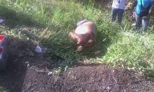 El cuerpo ya estaba putrefacto.