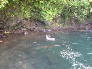 Veracruz, un estado donde predomina lugares de recreación para bañistas. 