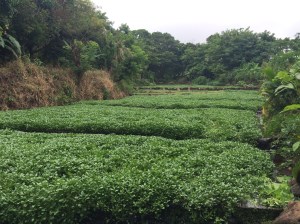 Una hermosa cama de agua y berros en plena sierra de Pajapan.