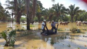 Pérdida de ganado, enfrentan los campesinos y productores de esta zona.