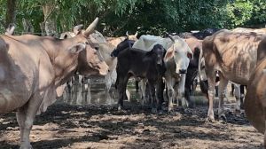 El hato ganadero tuvo que replegarse a otras áreas de pastizales para no morir con las inundaciones.