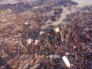 Lirio acuático y palizada, contaminada por crudo.