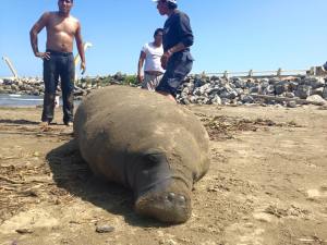 Hallan manatí muerto, en playas de Coatzacoalcos. (Foto de Gerardo Islas) 