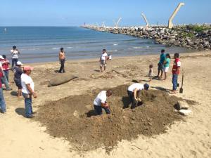 Protección Civil enterró al animal en las playas de Coatzacoalcos. Pesaba más de 400 kilos. 