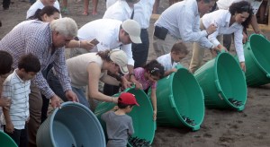 Liberación de tortugas en Nautla.