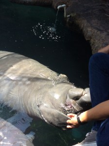 Costeña, sobrevive luego de haber quedado atrapara en una red de pesca. 