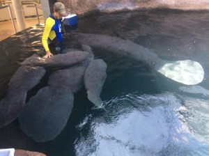 En el manatiario del Acuario de Veracruz hay 8 ejemplares de esta especie que reciben el programa de conservación. 