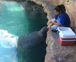 Su alimento son lechugas, verduras. 